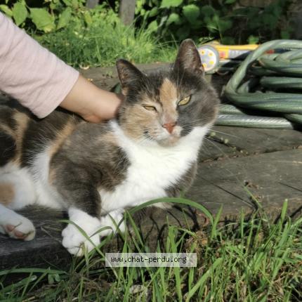 Photo 1/1 Pixie Chat lost in Paimpont