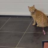 Picture of cat lost at Commana