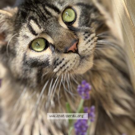 Photo 1/1 Valco Chat lost in Wasquehal