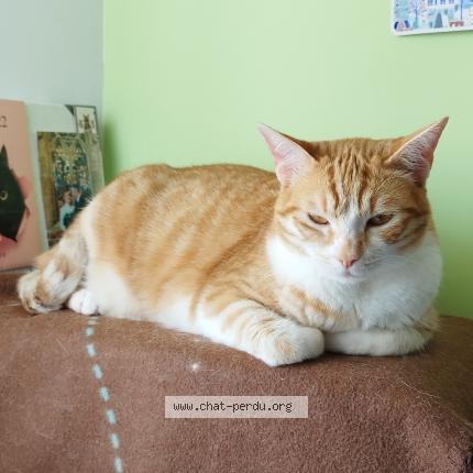 Photo 1/1 Lilas Chat lost in Sonzay