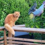 Picture of cat lost at Moidieu Detourbe