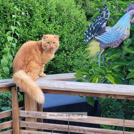 Photo 1/1 Tchoup Chat lost in Moidieu detourbe