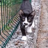 Picture of cat found at Annonay