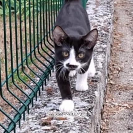 Photo 1/1 Found cat Found in Annonay