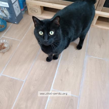 Photo 1/1 Cookie Chat lost in Mormant