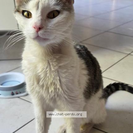 Photo 1/1 maya Chat lost in Henin beaumont