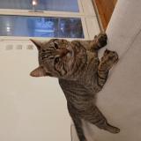 Picture of cat lost at Saint Vivien De Medoc