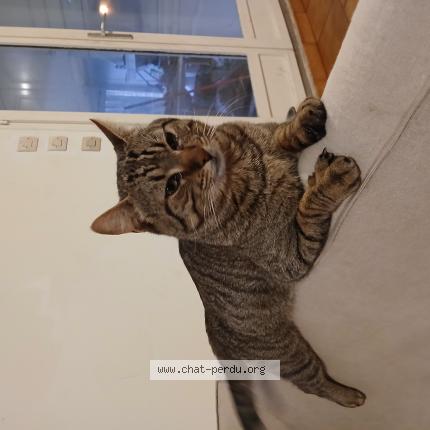 Photo 1/1 Cat reunited Lost in Saint vivien de medoc