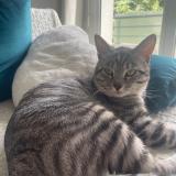 Picture of cat lost at Thevet Saint Julien