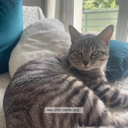Photo 1/1 Ar&egrave;s Chat lost in Thevet saint julien