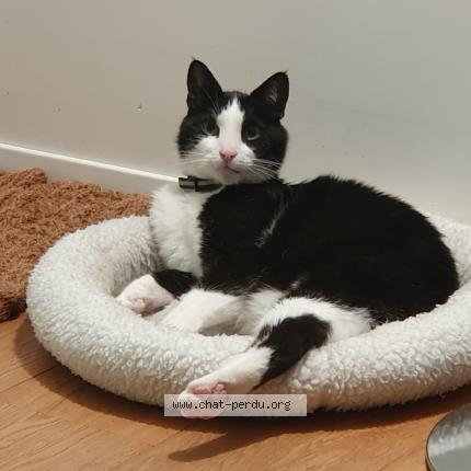 Foto einer verlorenen Katze in Jouxtens Mezery