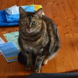 Picture of cat lost at Saint Sulpice Les Feuilles