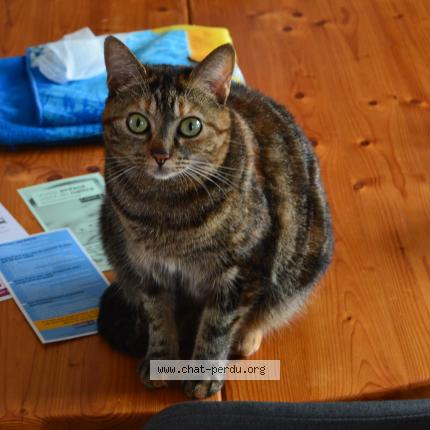 Photo 1/1 Sticky Chat lost in Saint sulpice les feuilles