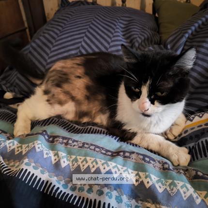 Photo 1/1 Chipie Chat lost in Nanteuil aurillac de bourzac