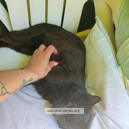 Photo 1/1 Pıtch Chat lost in Saint brieuc