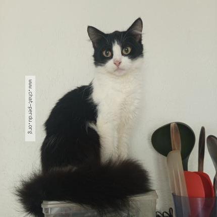 Photo 1/2 Garfield Chat lost in Senones