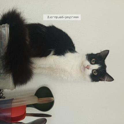 Photo 2/2 Garfield Chat lost in Senones