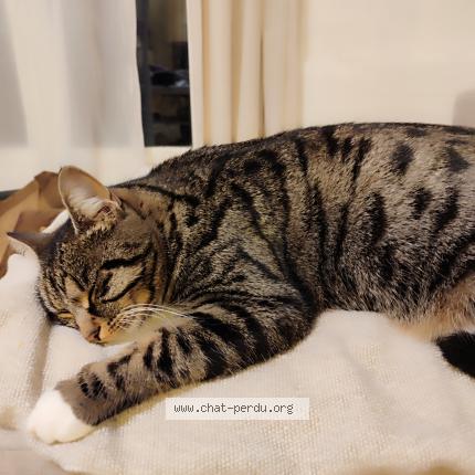 Photo 1/1 Sweetie Chat lost in Regusse