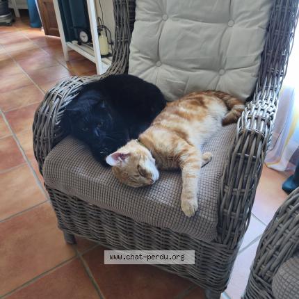 Photo 1/2 Billy Chat lost in Saint lizier