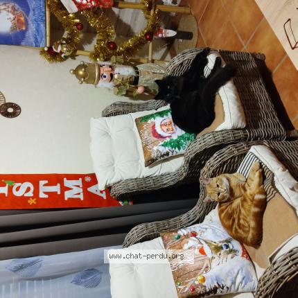 Photo 2/2 Billy Chat lost in Saint lizier