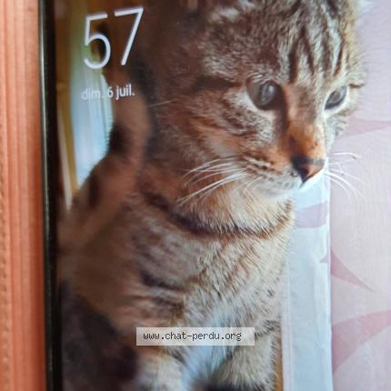 Photo 1/1 Rio Chat lost in Strasbourg