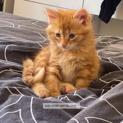 Photo 1/1 Winnie Chat lost in Chauny