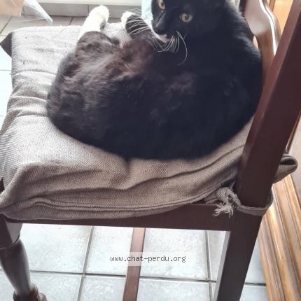 Photo 1/1 Prince Chat lost in Lievin