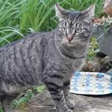 Picture of cat lost at Torcy