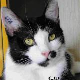 Picture of cat lost at Jarny