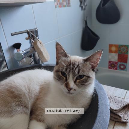 Photo 1/1 William Bonnemoy Chat lost in Leognan