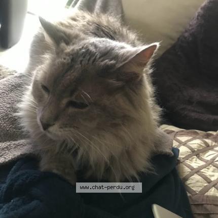 Photo 1/1 Crapule Chat lost in Saint nazaire