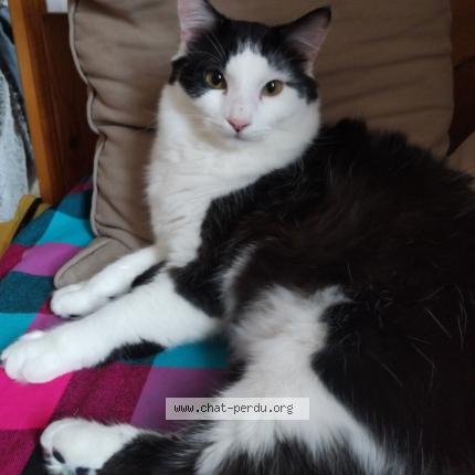 Photo 1/1 Bounty Chat lost in Chambery