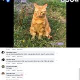 Picture of cat lost at Reims