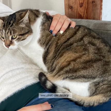 Photo 1/1 TCHITCHA Chat lost in Saint girons