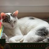 Picture of cat found at St Mammes