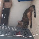 Picture of cat found at Montpellier