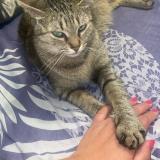 Picture of cat lost at Villeparisis