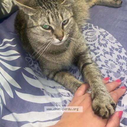 Photo 1/1 Nina Chat lost in Villeparisis