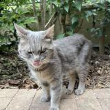 Picture of cat found at Romainville