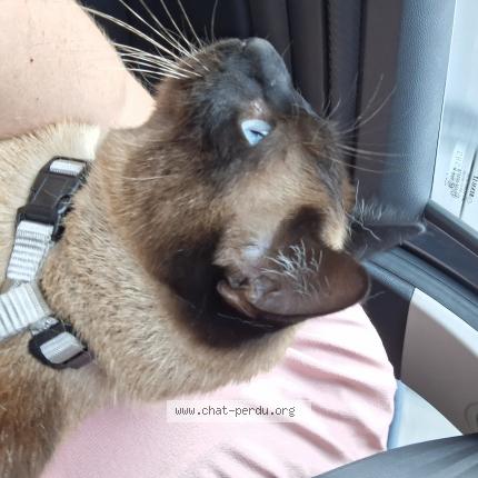 Photo 1/1 Snow Chat lost in Fontaine sous preaux