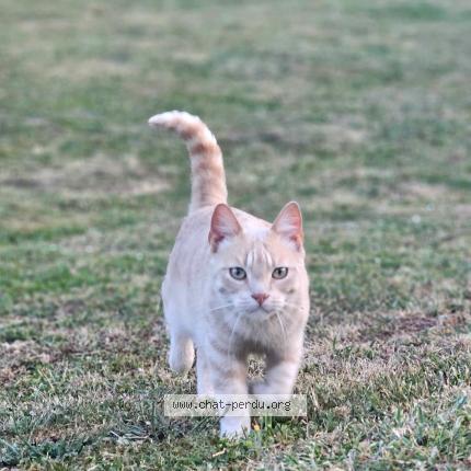 Photo 1/1 Sigma Chat lost in Courpalay