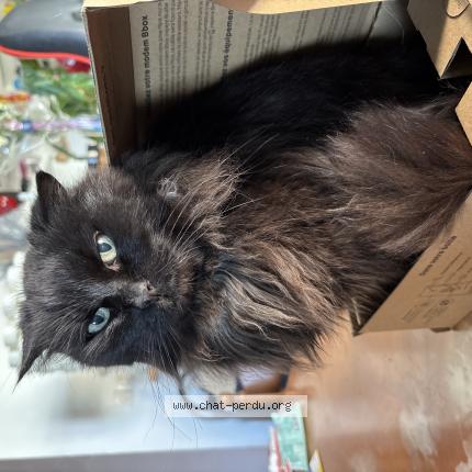 Photo 1/1 Mozart Chat lost in Halluin