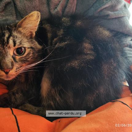 Photo 1/2 Marley Chat lost in Les villages voveens