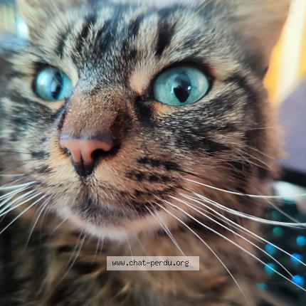 Photo 2/2 Marley Chat lost in Les villages voveens