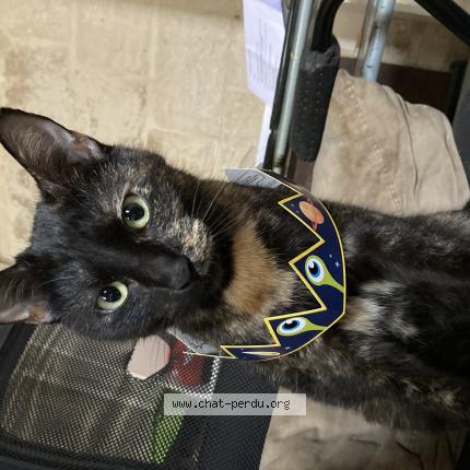 Photo 1/1 Kiara ou minmine Chat lost in Beaucaire