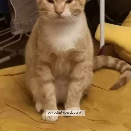 Photo 1/1 Reunited cat Lost in Labosse