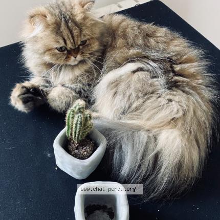 Photo 1/2 Moon Chat lost in Montreuil