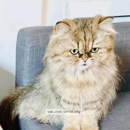 Photo 2/2 Moon Chat lost in Montreuil