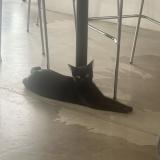Picture of cat found at Anderlecht