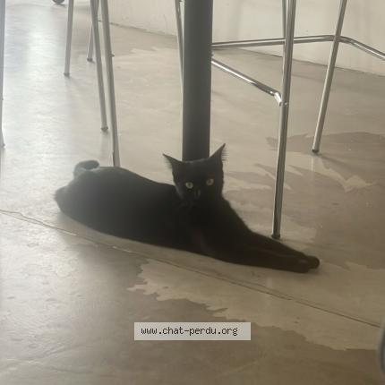 Photo 1/1 Found cat Found in Anderlecht